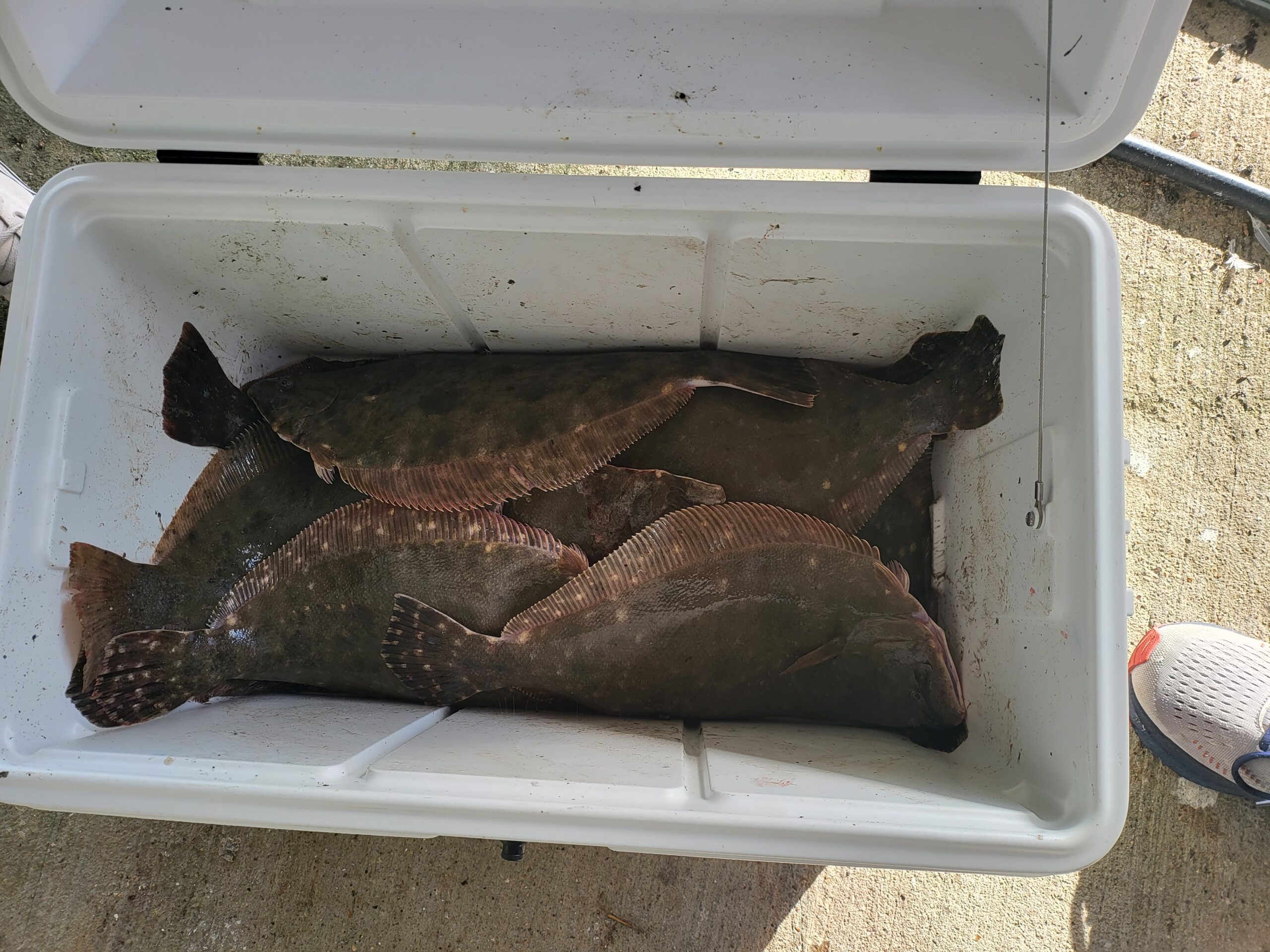 Galveston Bay Flounder