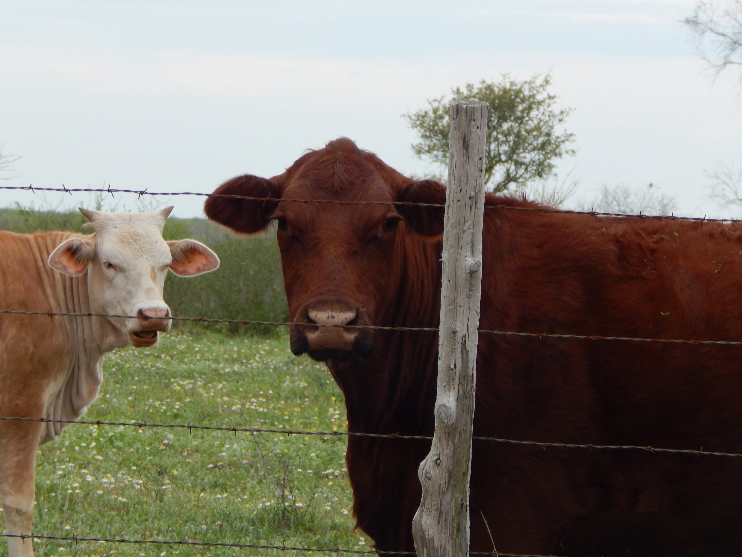 Our Herd